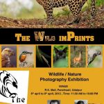 The Wild Imprints