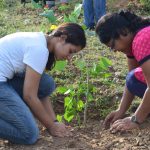 iimu tree plantation