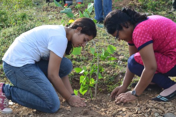 iimu tree plantation