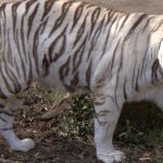 white-tiger-sajjangarh-biological-park