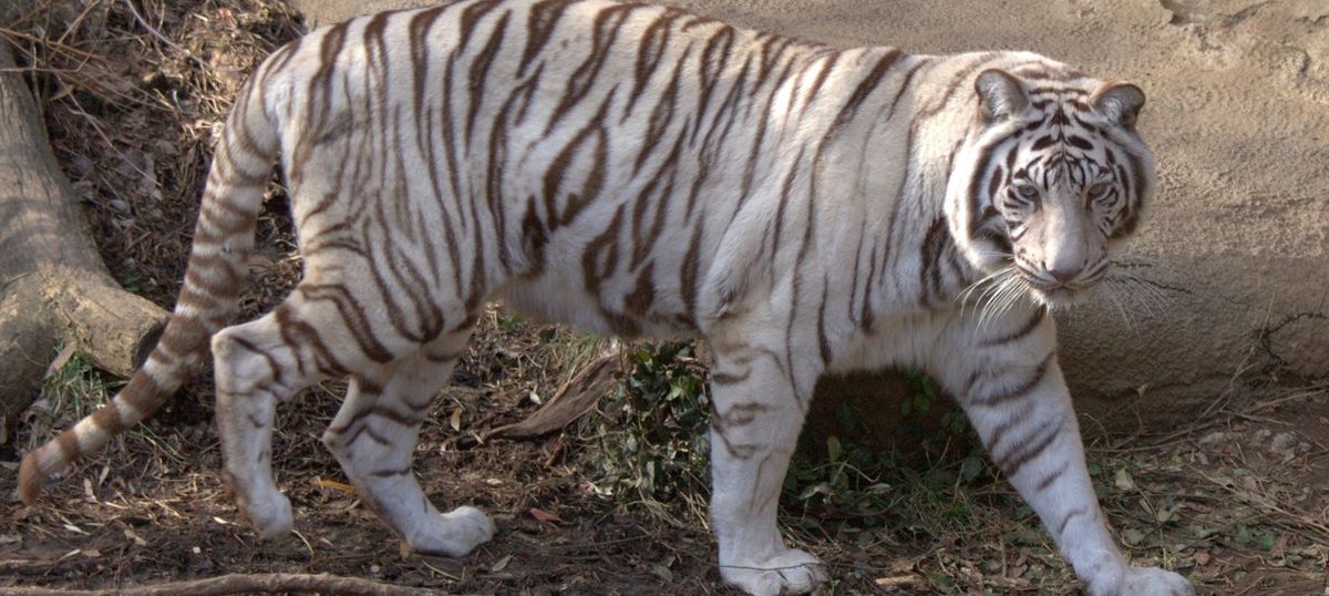 white-tiger-sajjangarh-biological-park