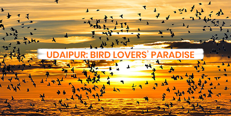 Udaipur: Bird Lover’s Paradise!