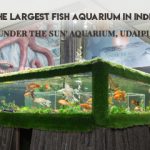 Fish Aquarium Udaipur