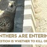 Panthers are entering cities. Question is whether to kill or save them?