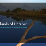 Know About the Wetlands in Udaipur- These Save Water, Wildlife and Plants!