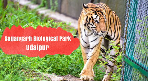 Sajjangarh Biological Park (zoological garden) in Udaipur
