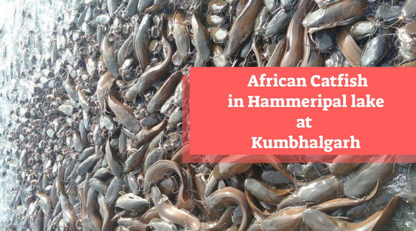 Hammeripal lake in Kumbhalgarh has thousands of African Catfish!
