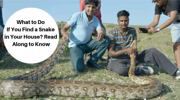 Snake Catcher in Udaipur: Padam Singh Rathore