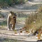 Panther in Udaipur