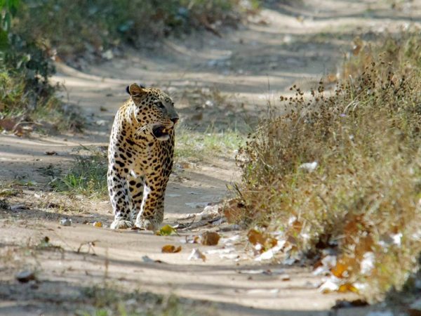 Panther in Udaipur