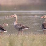 Udaipur Bird Festival