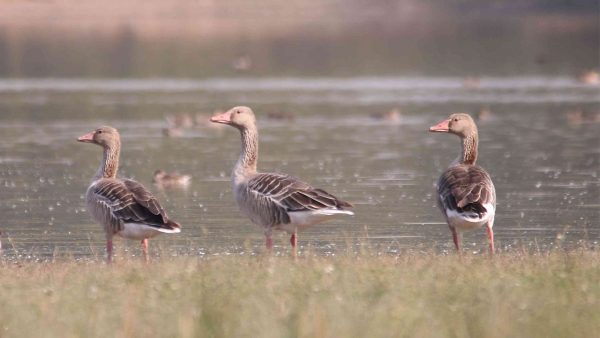 Udaipur Bird Festival