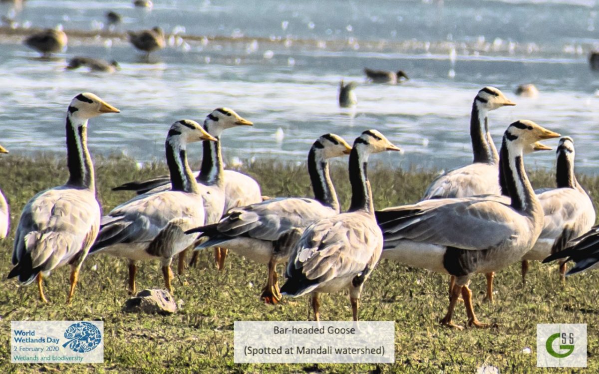 Gayatri Seva Sansthan organising Bird Watching Tour on World Wetland Day