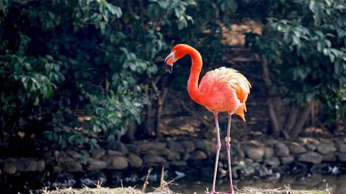 Udaipur Bird Park
