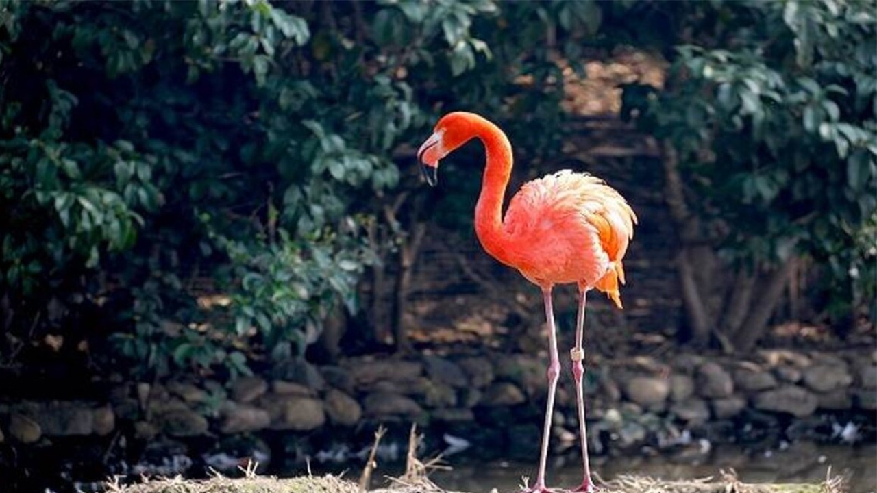 Gulab Bagh Bird Park to open for tourists from June 2020