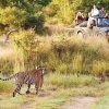 Kumbhalgarh Tiger Reserve