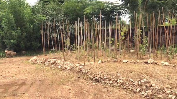 Mini Forest in Udaipur