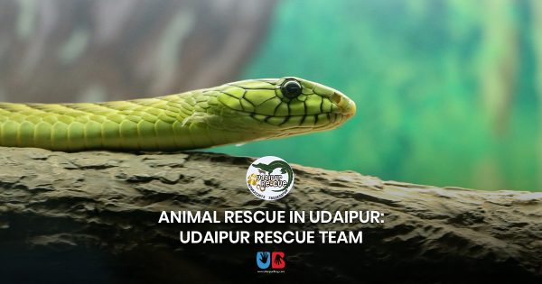 Animal Rescue in Udaipur: Udaipur Rescue Team